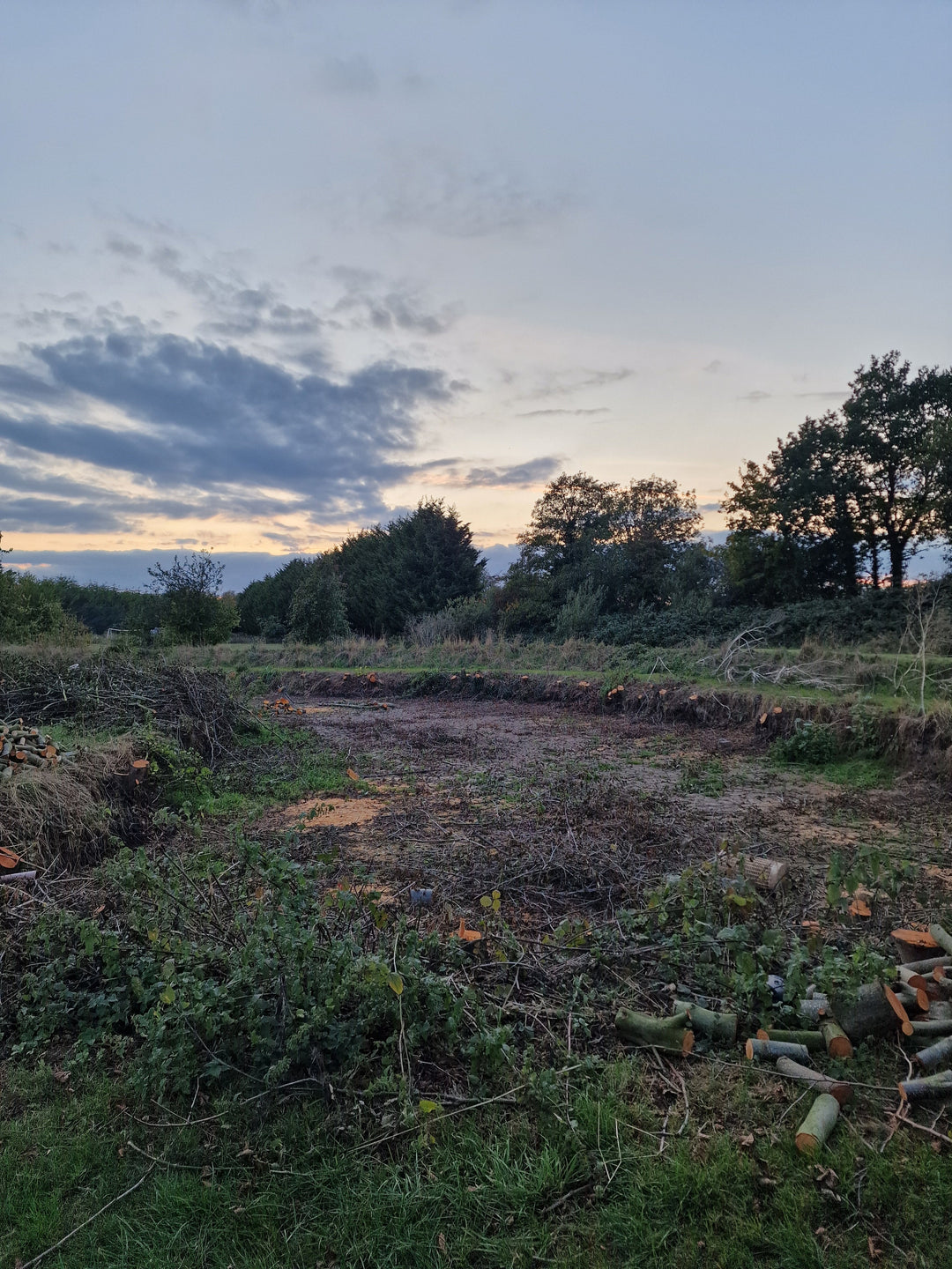 A picture of the dried pond with the trees cut down and piles of logs