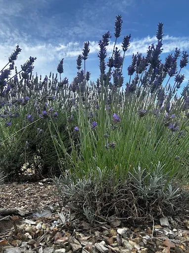 A New Adventure: Norfolk Lavender Farmers Market