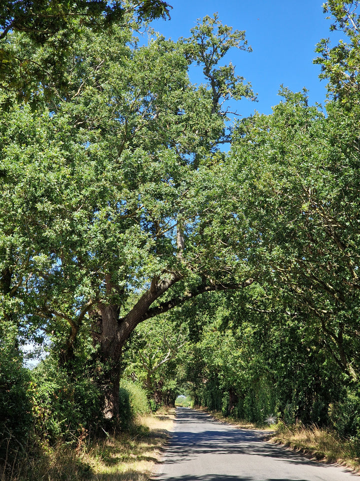 Where the Light Falls – Norfolk